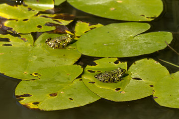 Teichfrösche