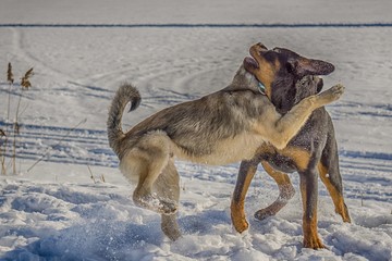 Fototapeta na wymiar dog in the snow