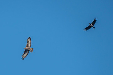 Poiana e corvo in volo