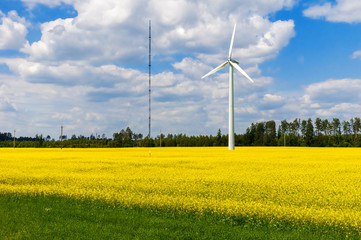 wind farm and beautiful rapeseed flower in bloom with a clear sky