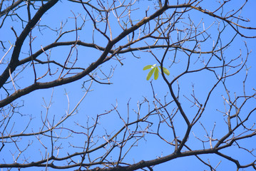 leaves of tree and blue sky