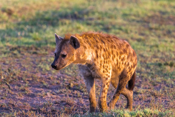 Brown hyena in search of prey. Masai Mara, Kenya