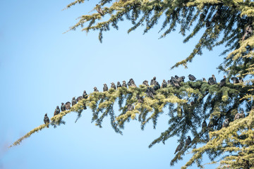 Stornelli su ramo di cedro
