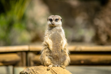 Fototapeta premium a cute Meerkat on watch protecting the family 