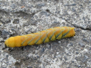 lombrico giallo