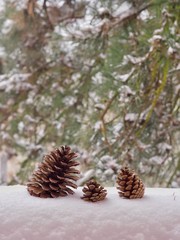 Obraz premium Pine Cones