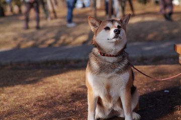 Naklejka na ściany i meble 日本犬