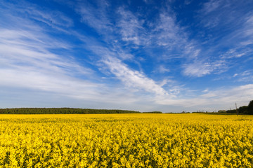 Fototapeta premium Yellow rape field and dark blue sky with clouds. Spring sunny day in Belarus