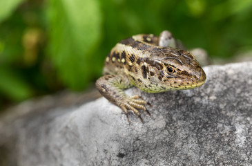 Garteneidechse