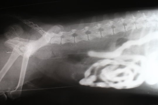 Phase-contrast X-ray image of intestine by pekingese dog