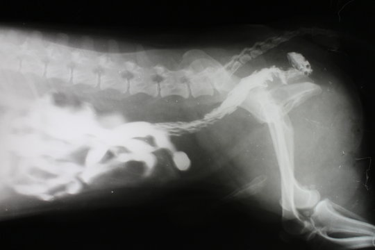 Phase-contrast X-ray image of intestine by pekingese dog