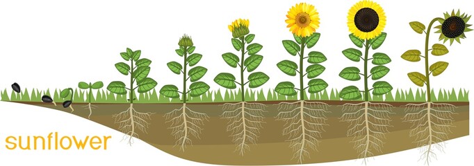 Sunflower life cycle. Consecutive stages of growth from seed to flowering and fruit-bearing plant. Plants showing root structure below ground level on vegetable patch