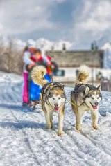 Sled dog racing snow winter