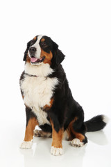 Bernese Mountain Dog
