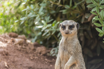 meerkat is watching, Suricata suricatta
