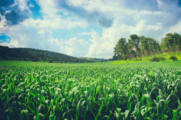 Fototapeta premium view of fresh grass and forest with blue sky. freedom and renewal concept.