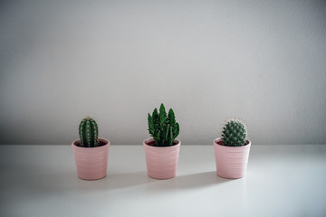 Cactuses in Töpfen