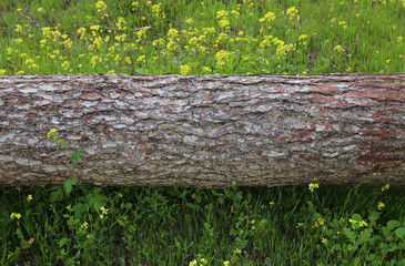 Image of tree trunk in the forest. freedom and renewal concept.