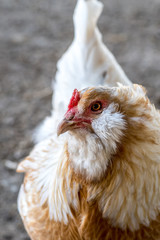 Close up of peach colored domestic hen with red comb