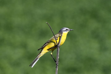 Yellow bird sitting on a branch on a green background