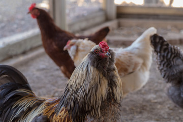 Colorful Rooster in coop with chickens