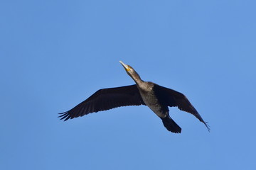 cormorant bird against blue sky