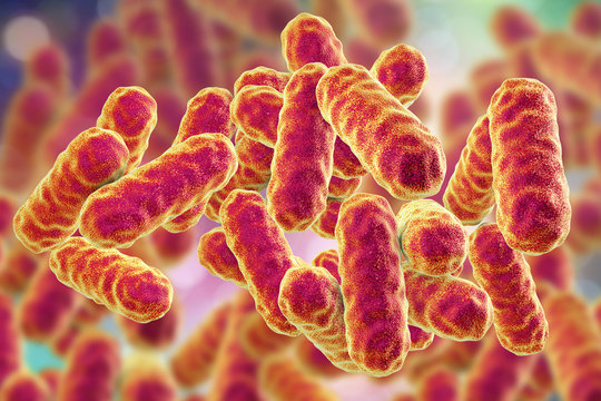 Serratia marcescens bacteria, gram-negative rod-shaped bacteria, causative agents of hospital-aquired nosocomial antibiotic-resistant infections, 3D illustration