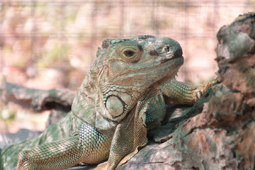Giant chameleon in cage