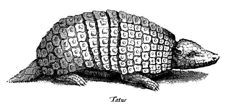 Armadillo in side view isolated on white background, after historical woodcut, engraving, illustration from 17th century
