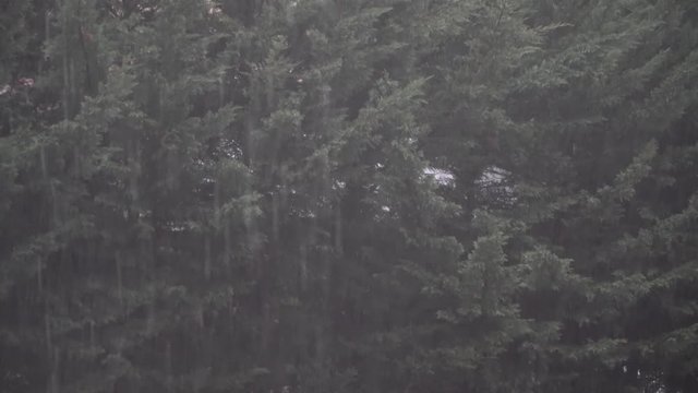 Heavy rain storm with green foliage in background