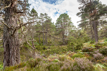 Ancient caledonian forest in Cairngorms National Park, Abernethy Forest, Scotland