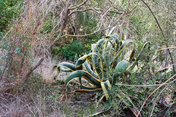 Large green cactus in Spain on a