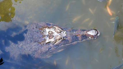 False gharial crocodile (Tomistoma schlegelii) in tropical lake with fishes around