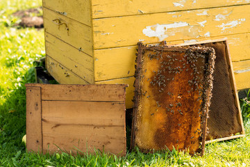 Frames with honeycombs near the yellow  hive in the garden;  apiculture, healthy lifestyle concept