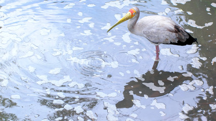 Yellow billed stork foraging in tropical pond