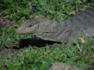 Waran (Echse) auf den Perhentians Inseln Malaysia