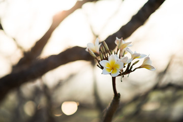 White flower and sun light on white background.