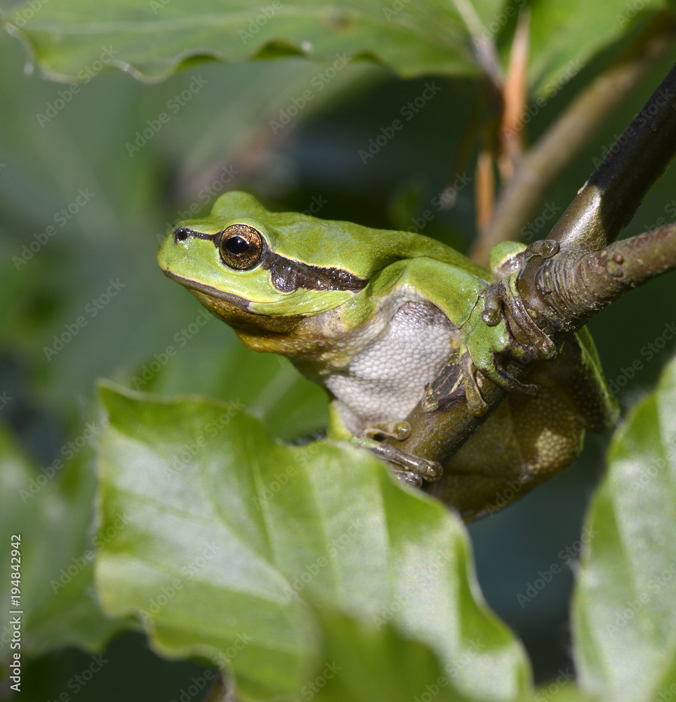 Canvas Prints Europäischer Laubfrosch (Hyla arborea) - European tree frog