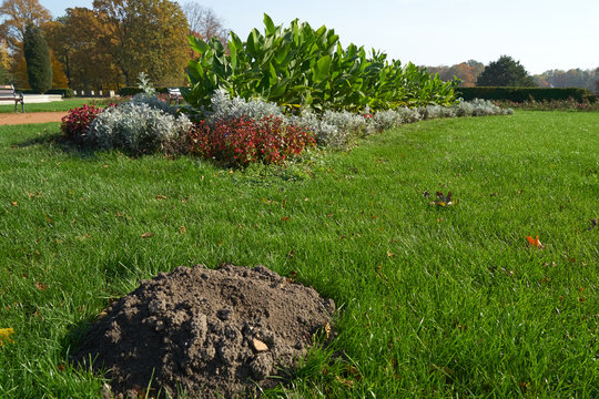 Kopiec kreta na zadbanym, parkowym trawniku