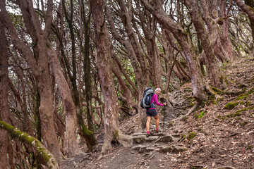 Fototapeta premium Trekker in the forest on the way to Annapurna base camp, Nepal