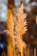 Wetland Grass In Golden Sunlight