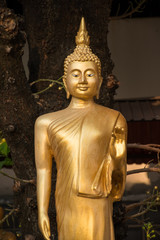 The buddha of Thailand