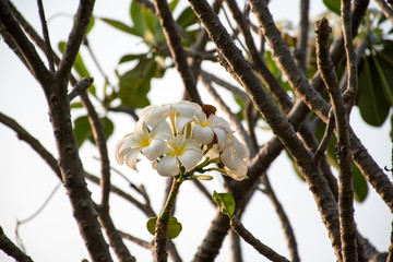 The white Plumeria