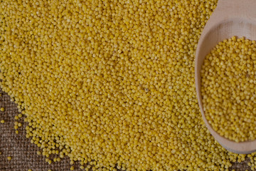 Millet. Millet groats on wood background and burlap top view