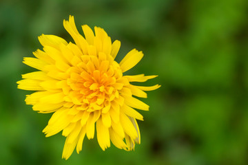 Spring background . Delicate first flowers. Bright yellow dandelion . Selective focus.