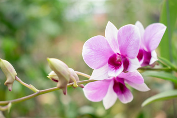 Fototapeta na wymiar Pink purple orchids Asia and natural background