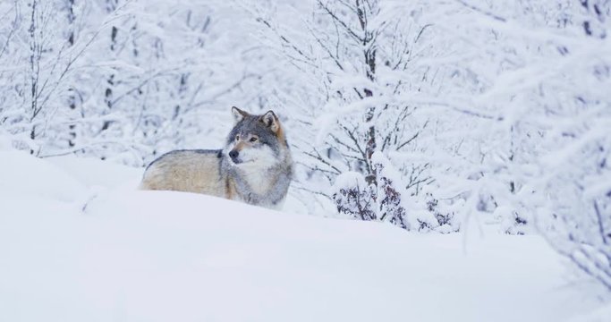 Magnificent wolf at a distance in beautiful winter forest