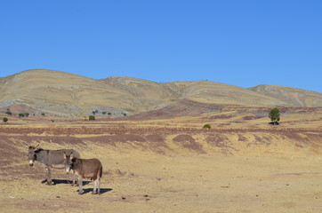Fototapeta na wymiar Two donkeys in Bolivia