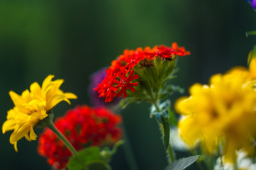 a bouquet of bright spring flowers of various types