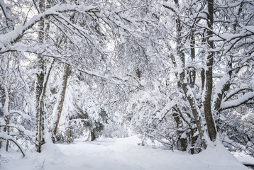 Nethybridge Woodland / Nethybridge woodland covered in heavy snow at christmas. December 2009